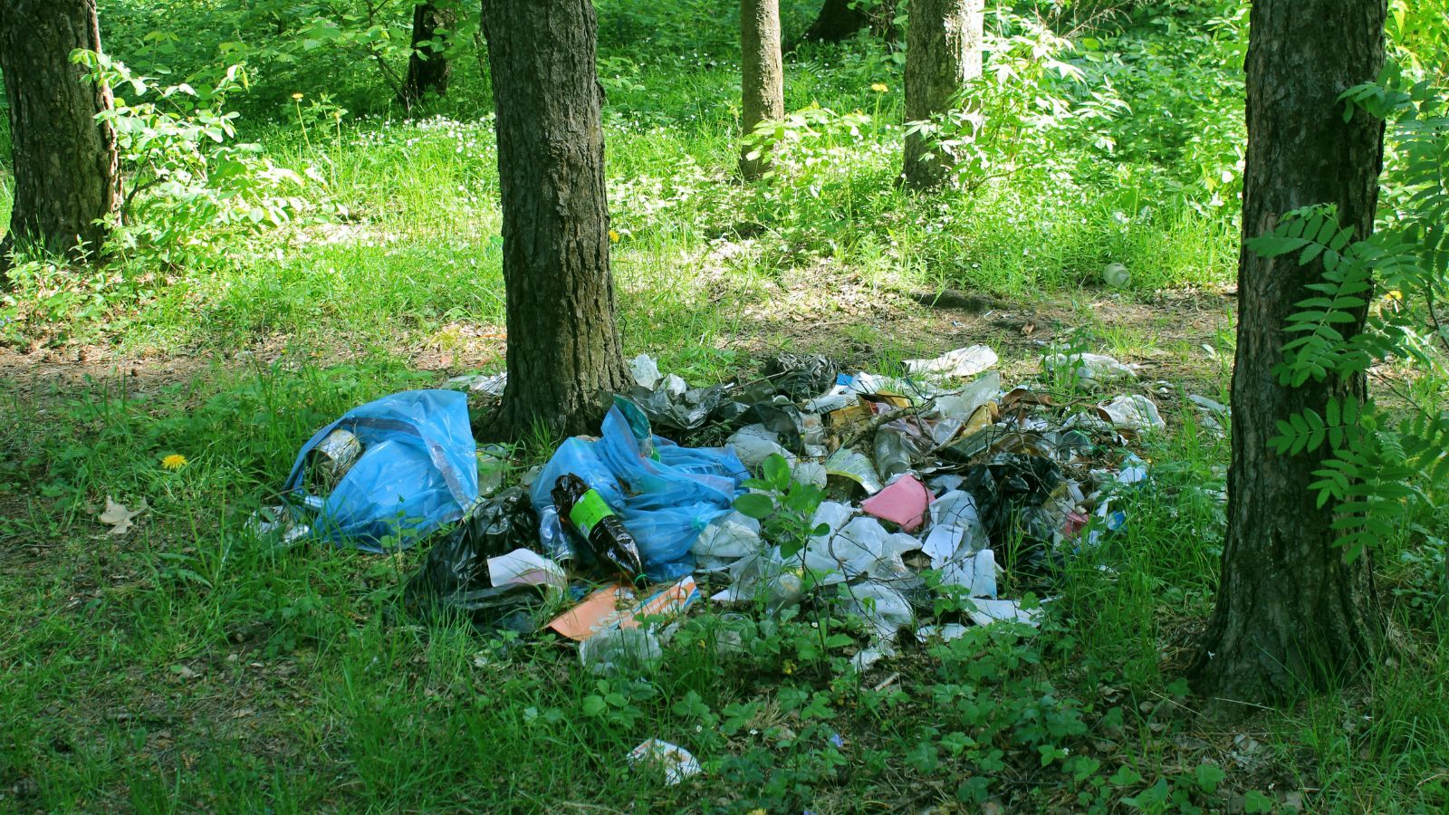 Za bałagan w ogródku grozi kara nawet do 1500 zł. Wystarczy skarga sąsiada