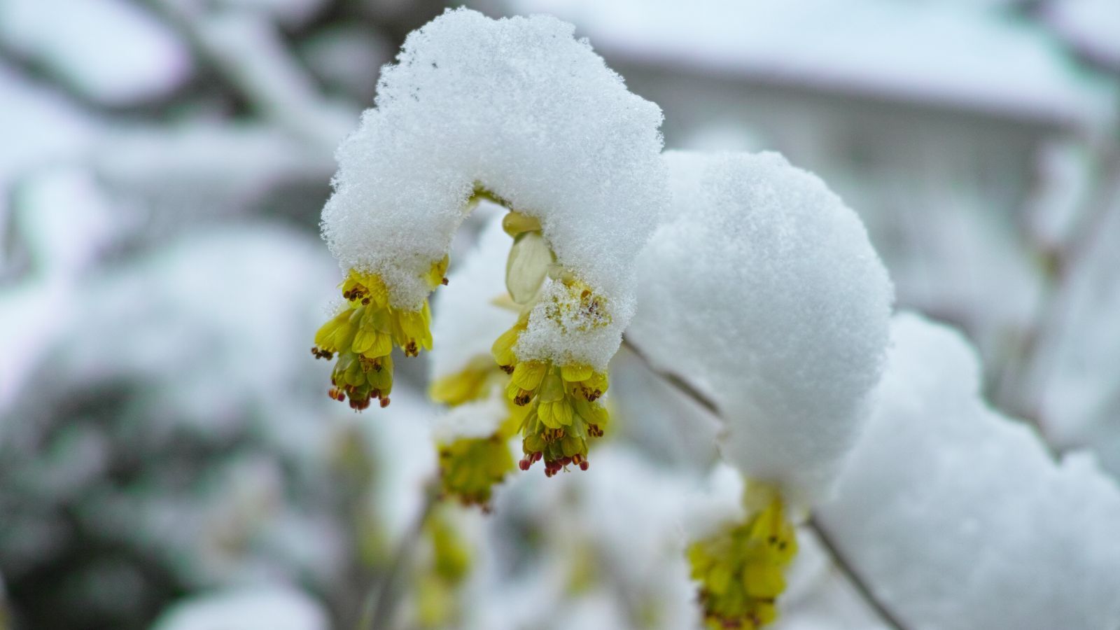 Polacy uwielbiają te wiosenne kwiaty. Niewielu wie, że są trujące i mogą stanowić zagrożenie