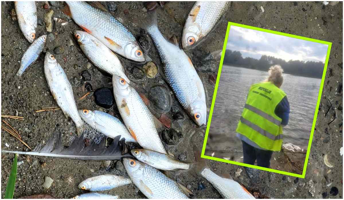 W Jeziorze Kowalskie po raz kolejny pojawiły się śnięte ryby