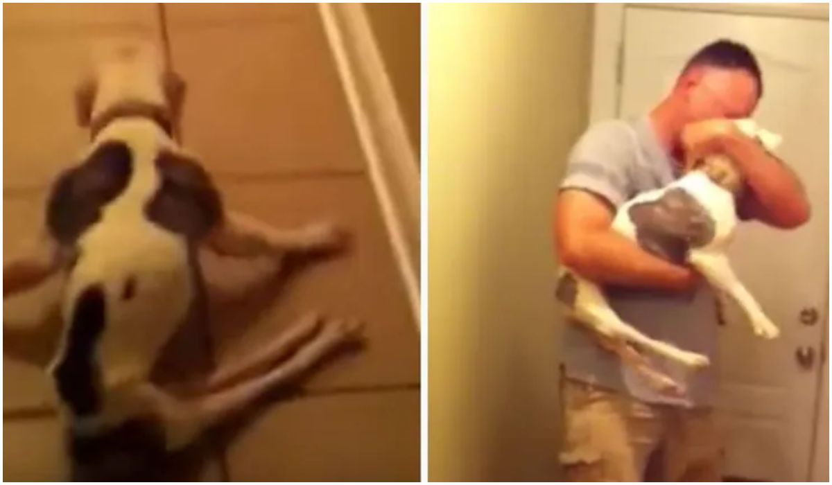 Sparaliżowany pitbull w wyjątkowy sposób powitał pana po miesiącach rozłąki