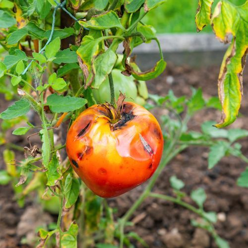 alterioza pomidorów