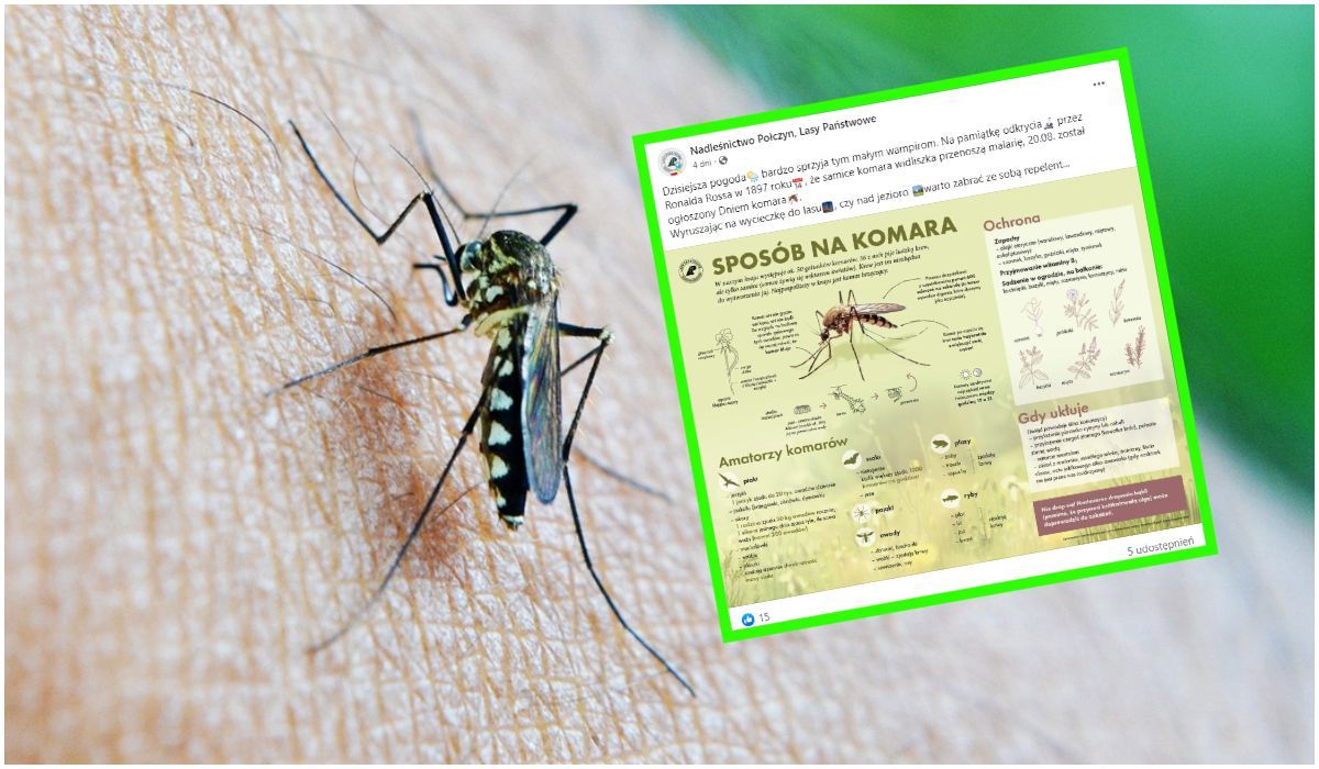 Lasy Państwowe zdradzają sposób na komary. Naukowcy mają co do niego pewne wątpliwości