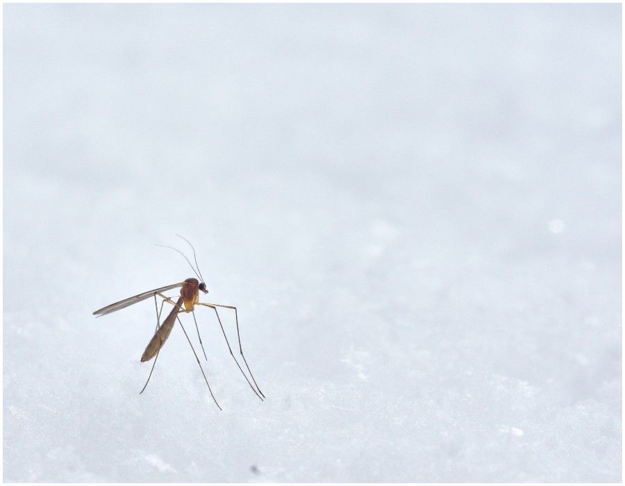 sposob na komary (2).jpg