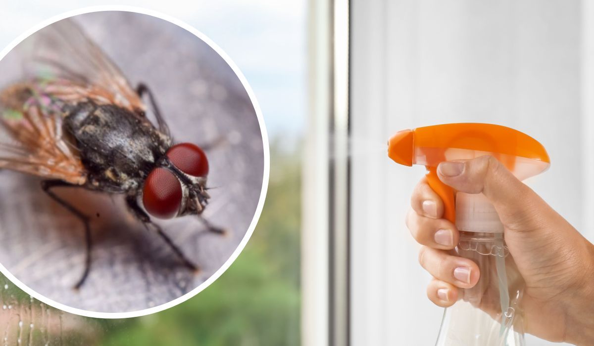 domowy sposób na muchy