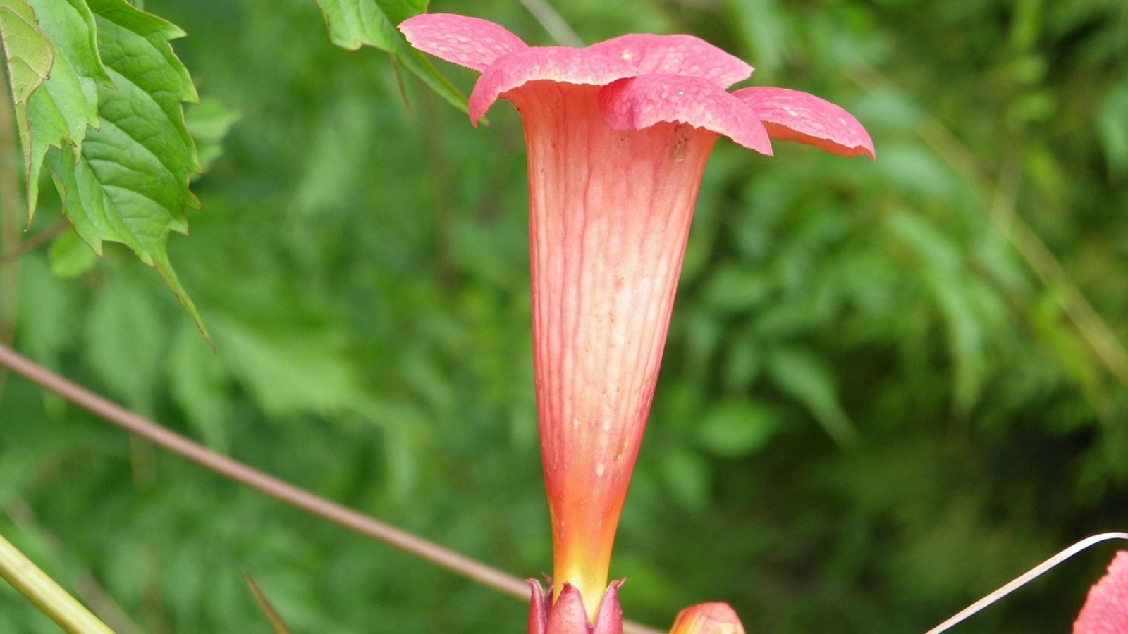 Tuje to już przeżytek. Posadź taki żywopłot, a sąsiedzi będą spoglądać z zazdrością
