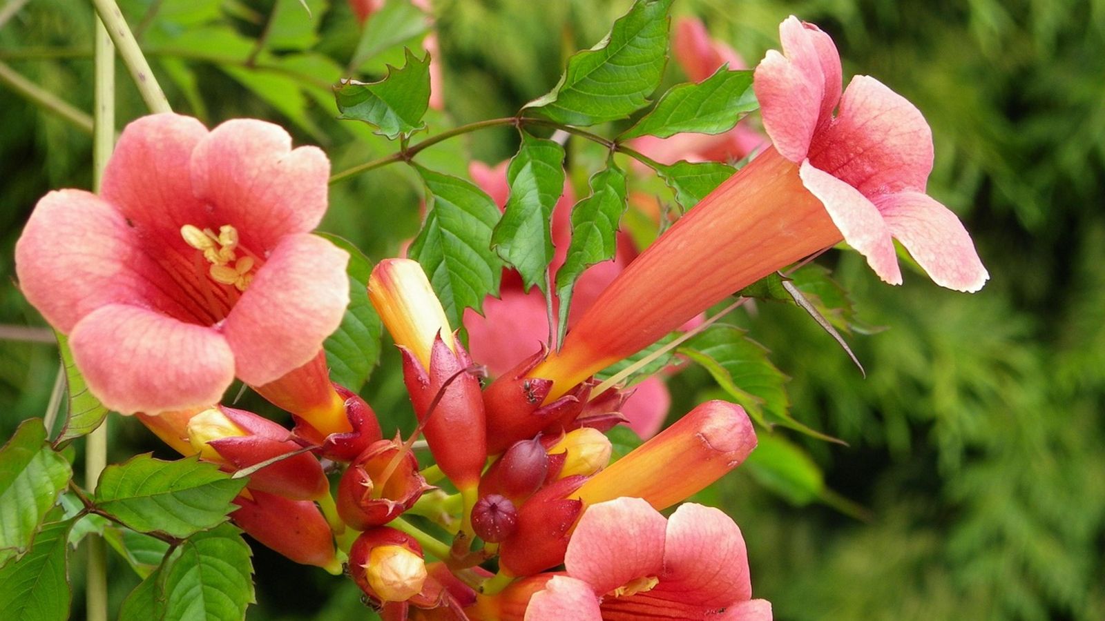 Tuje to już przeżytek. Posadź taki żywopłot, a sąsiedzi będą spoglądać z zazdrością
