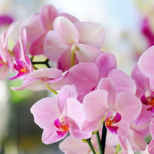 Weź resztki z kuchni wlej do storczyka. Odbije jak za dotknięciem czarodziejskiej różdżki