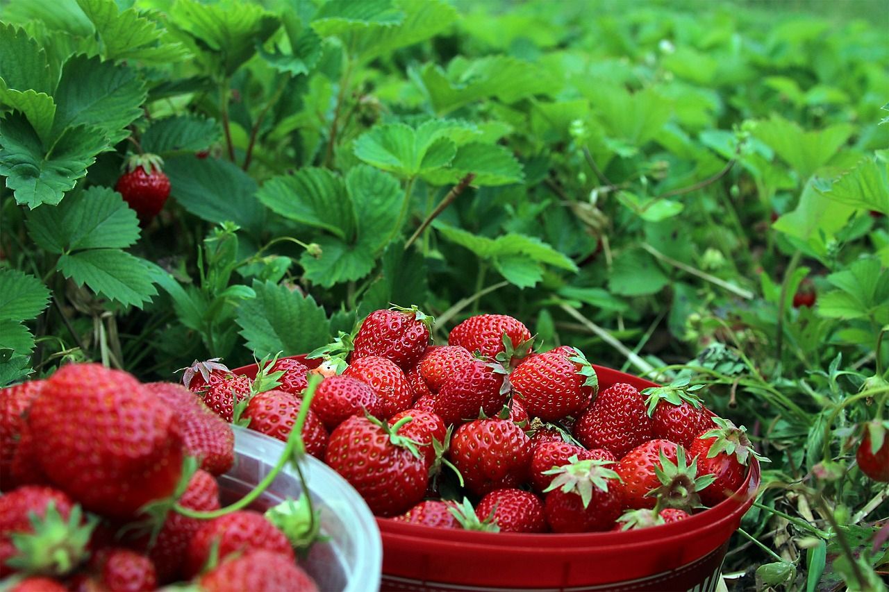 strawberries-1467902_1280.jpg
