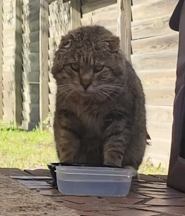 stray-cat-tom-tom-beside-food-bowl.webp