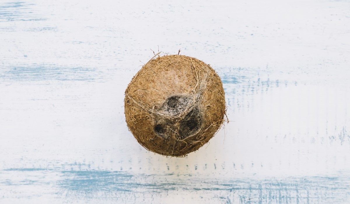 summer-background-with-coconut.jpg