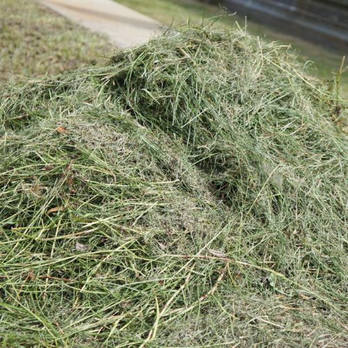 Prosty sposób na obfite zbiory ogórków. Tak latem robią doświadczeni ogrodnicy