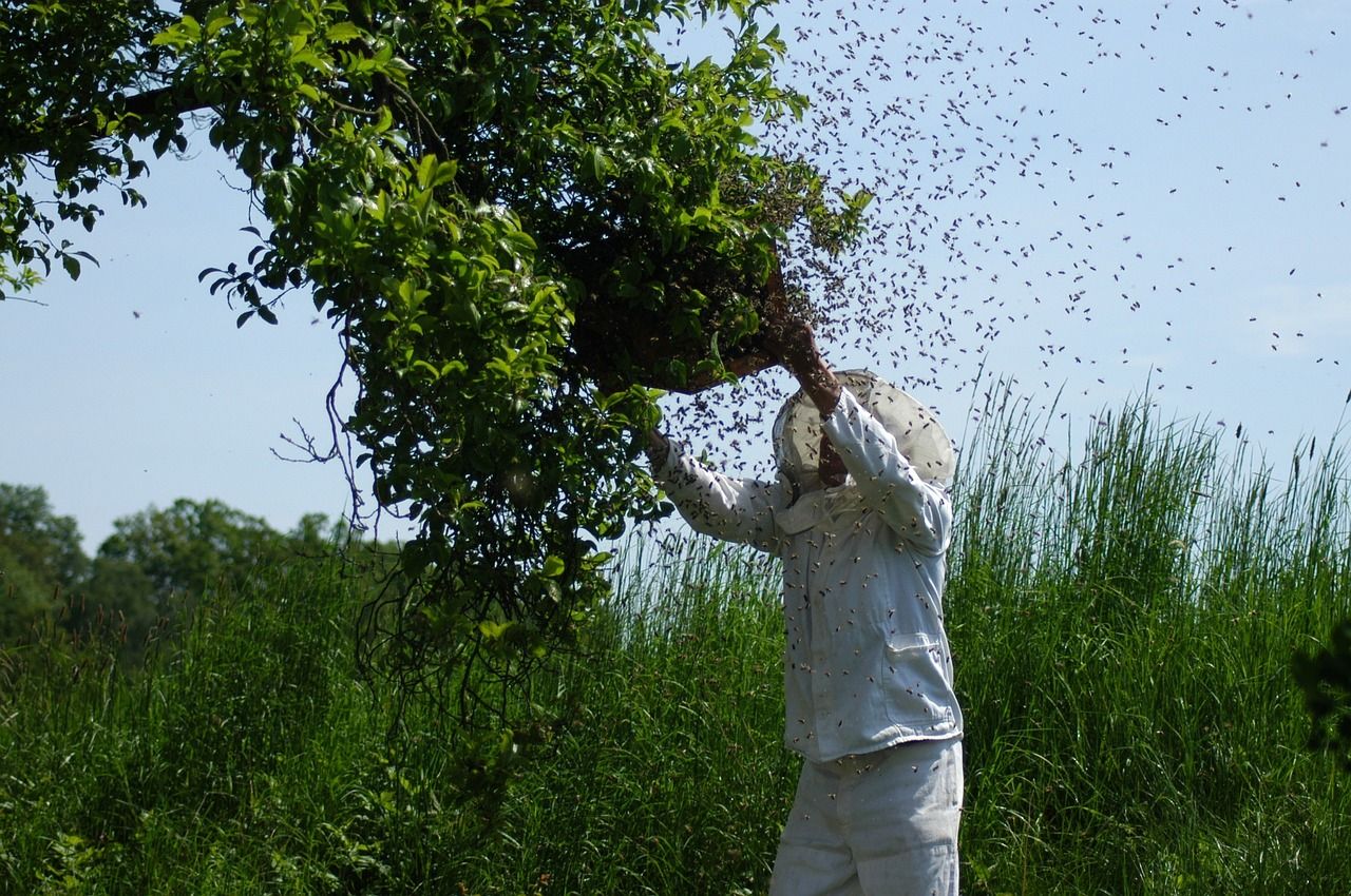 swarm-of-bees-1094857_1280 (1).jpg