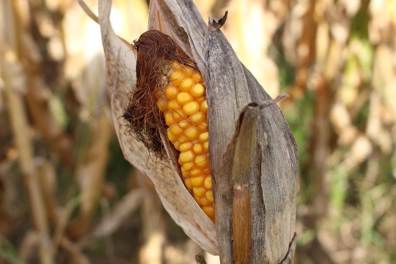 sweet-corn-2827862_1280.jpg