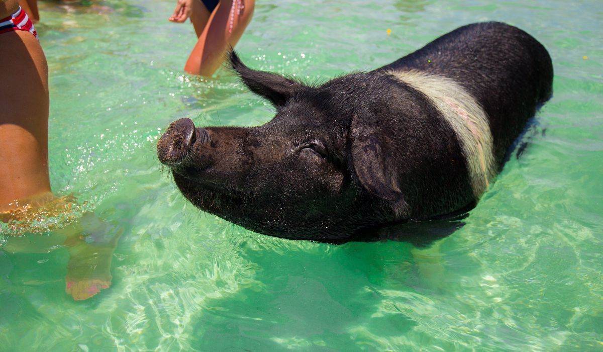 pływające świnie 