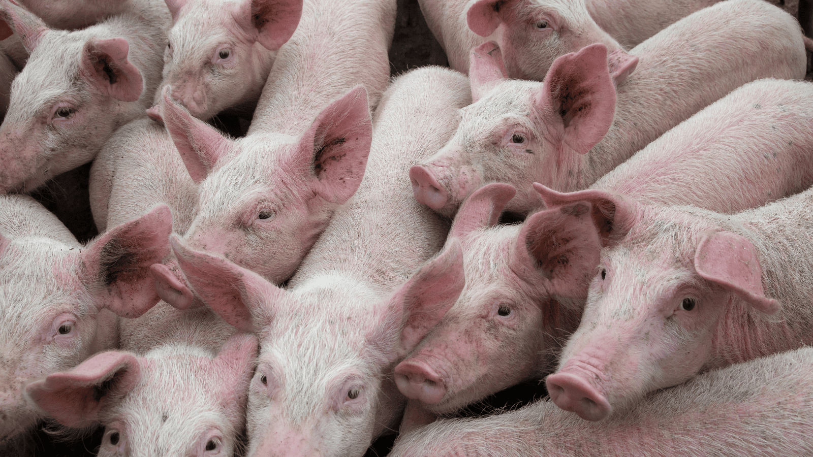 Groźna choroba wróciła do Polski. Na Podkarpaciu potwierdzono ognisko, wojewoda wydał pilne rozporządzenie