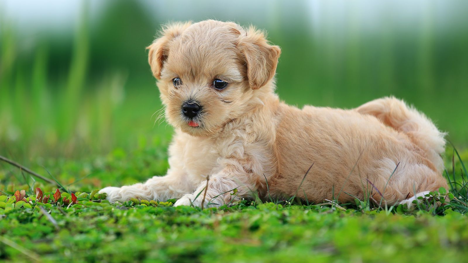 Nowe obowiązki dla właścicieli psów coraz bliżej, za niedopełnienie kara. Ekspert wyjaśnia, co się zmieni