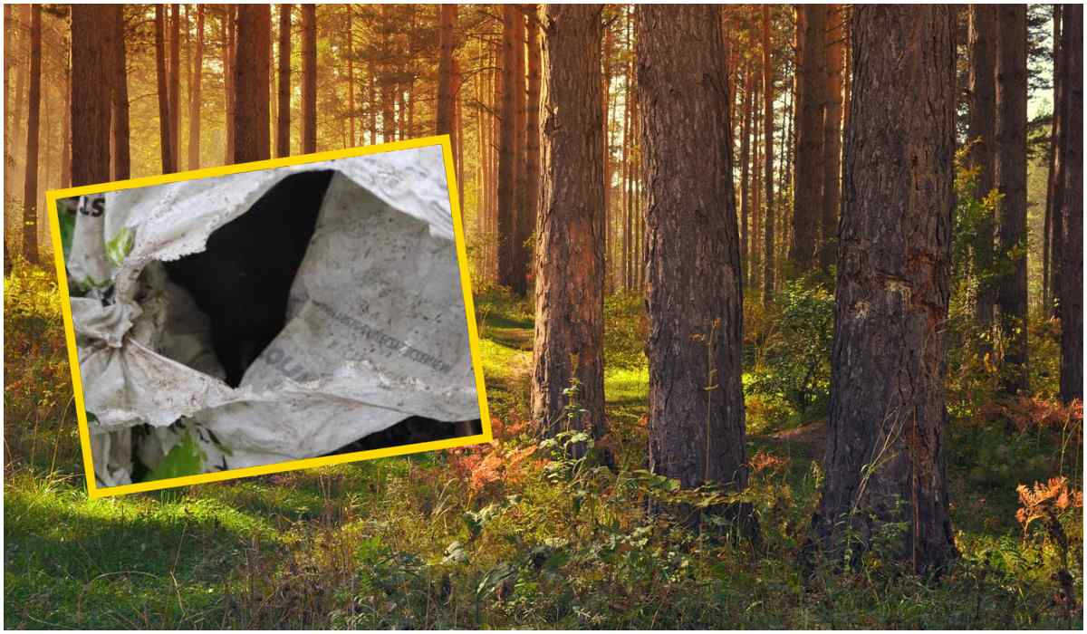 Spacerowicz znalazł w lesie reklamówkę jednodniowych szczeniąt