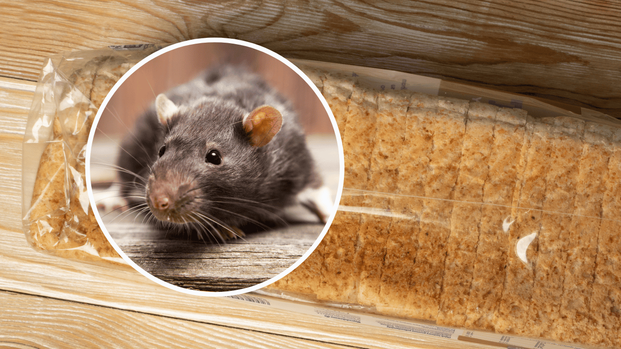 Szczątki szczura w popularnym chlebie w Japonii. Wycofano tysiące opakowań