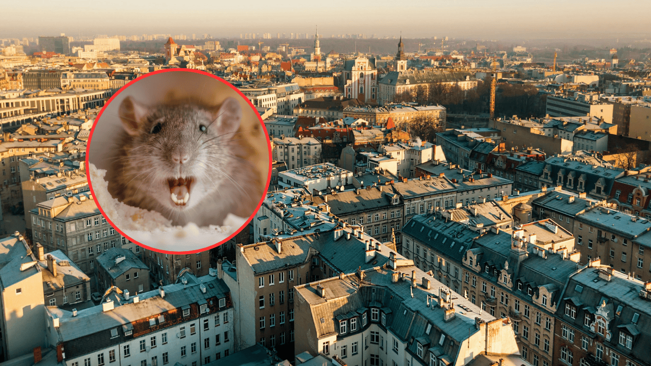 Poważny problem w Poznaniu. Miasto wydało pilny apel do mieszkańców w sprawie szczurów