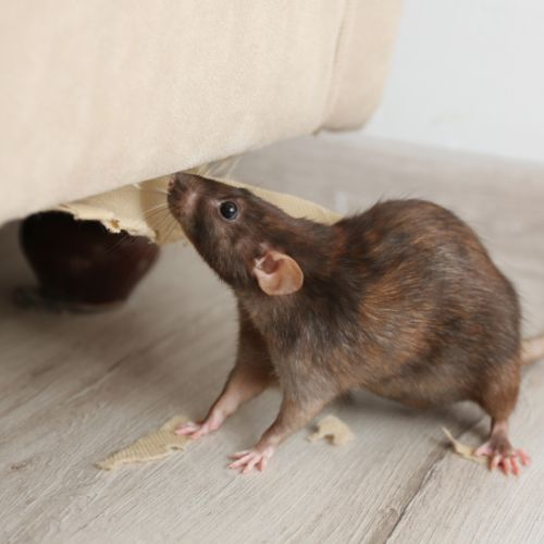 szczury w domu.jpg