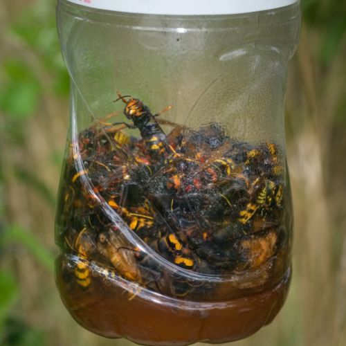 szerszenie w pułapce