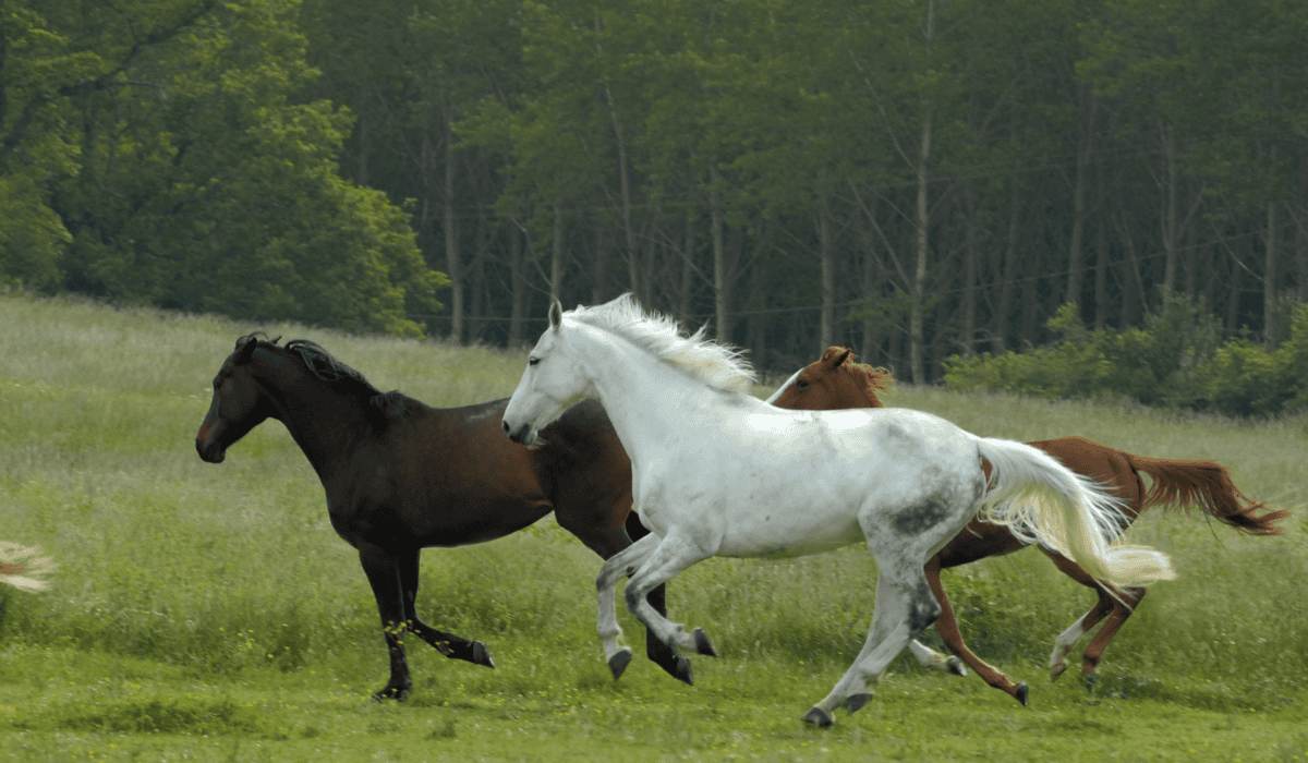 Konie w biegu
