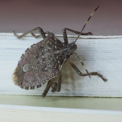 Pchają się do domów, gdy temperatura zaczyna spadać. Jak je dotkniesz, rozpylą cuchnącą wydzielinę