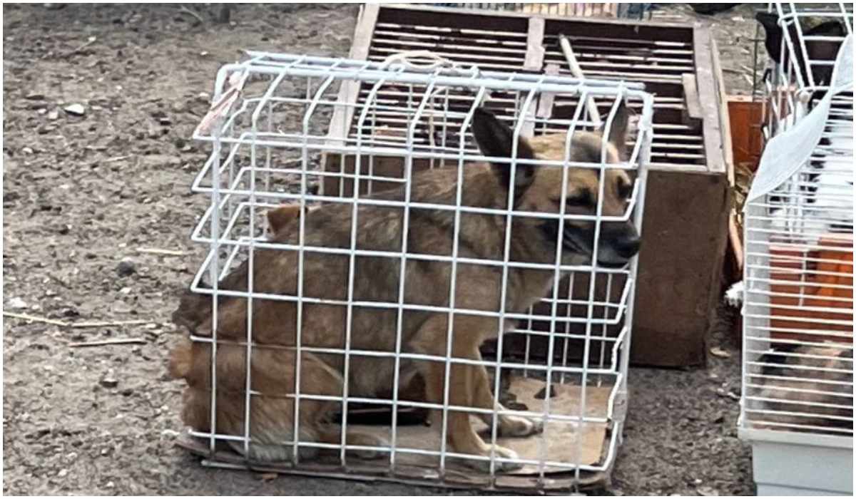 W Kaliszu sprzedawano psy na targu, zwierzęta siedziały w ciasnych klatkach