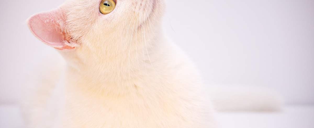 Angora turecka – pełen gracji kot z Turcji