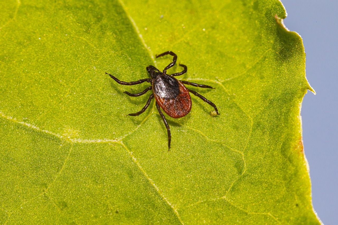 tick-5477847_1280.jpg