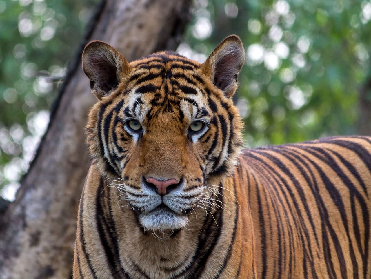 Skąd pochodzi tygrys bengalski?