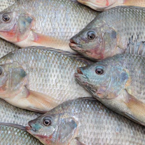 tilapia