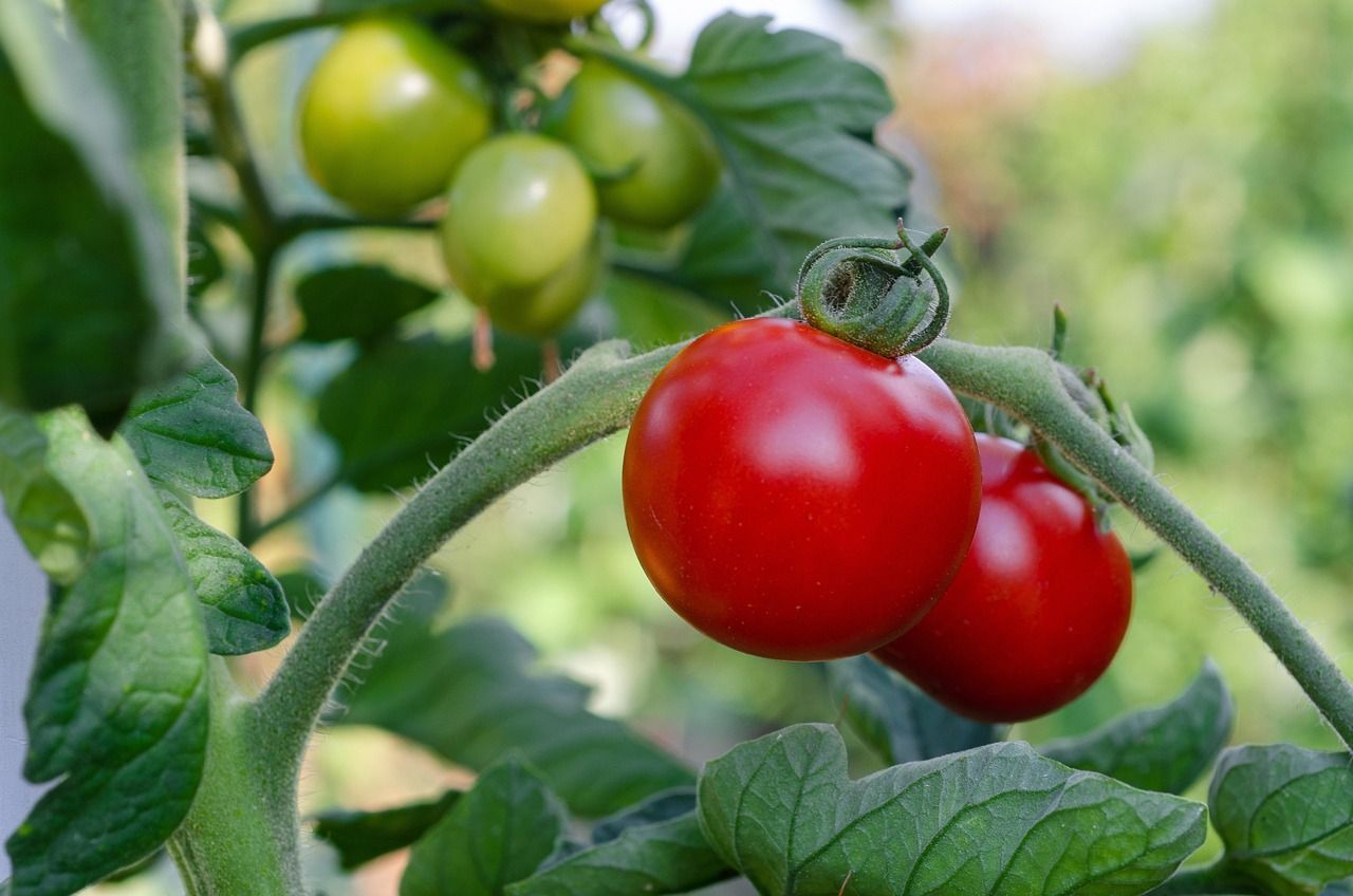 tomatoes-7434956_1280.jpg