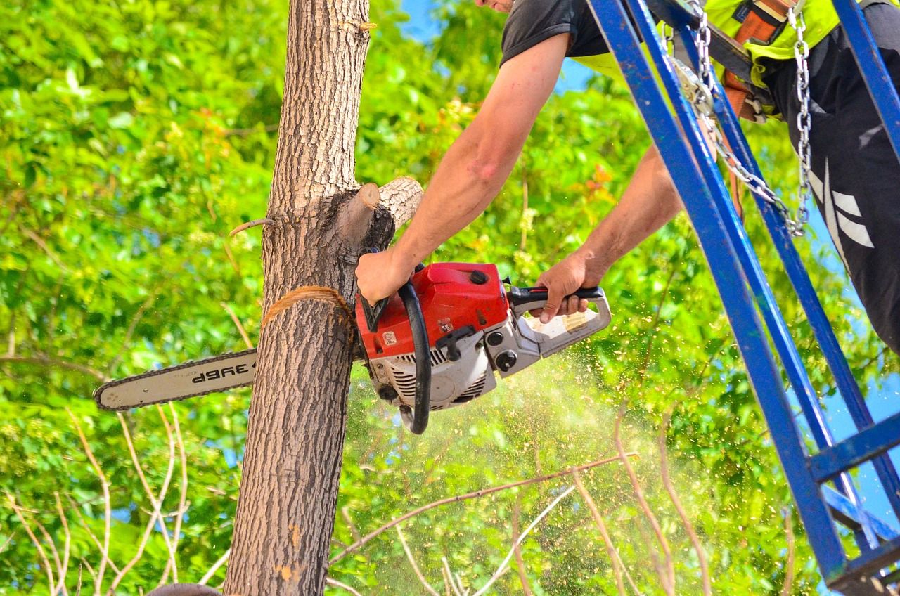 tree-4567686_1280.jpg