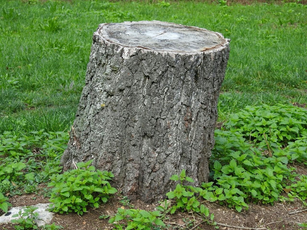 tree-trunk-2758436_1280.jpg
