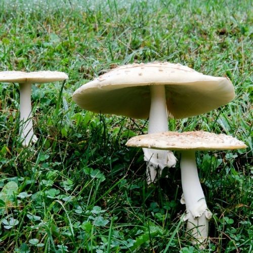 Tragiczny finał grzybobrania na Warmii i Mazurach. Sprawę bada Sanepid