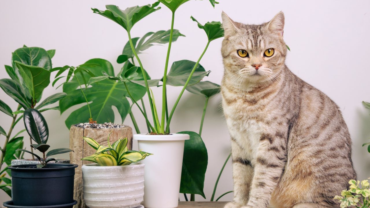 trujące rośliny dla kota