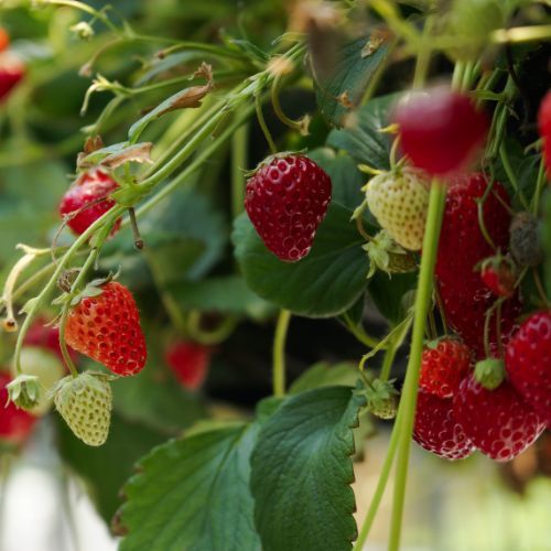 Rolnik otwiera pole i zaprasza na samozbiór truskawek. Konieczne były limity