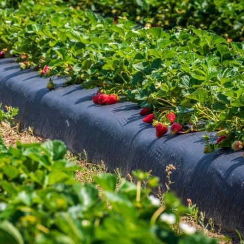 Rolnik otwiera pole i zaprasza na samozbiór truskawek. Konieczne były limity