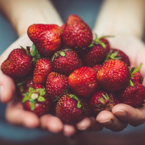 Rolnik otwiera pole i zaprasza na samozbiór truskawek. Konieczne były limity
