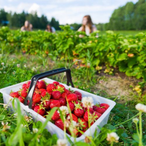 Rolnik otwiera pole i zaprasza na samozbiór truskawek. Konieczne były limity