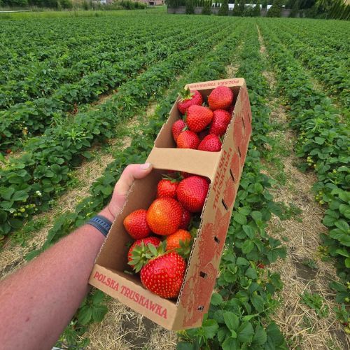 Sprzedaż truskawek w Piekarach Śląskich. Interweniowała straż miejska