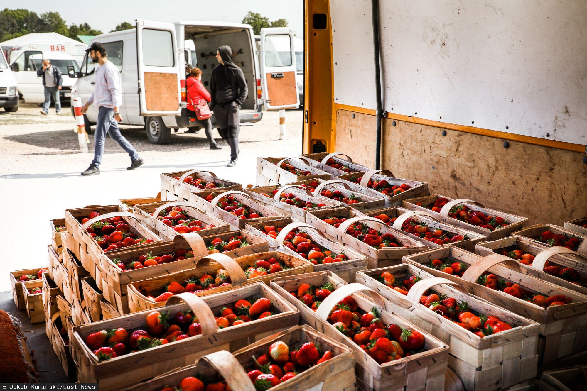 Tyle Niemiec płaci za godzinę pracy przy truskawkach. Kwota może dziwić, Polacy jeżdżą tam od lat