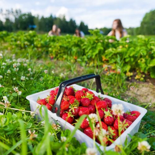Ceny wciąż rosną, owoców brakuje. Kryzys na rynku truskawek