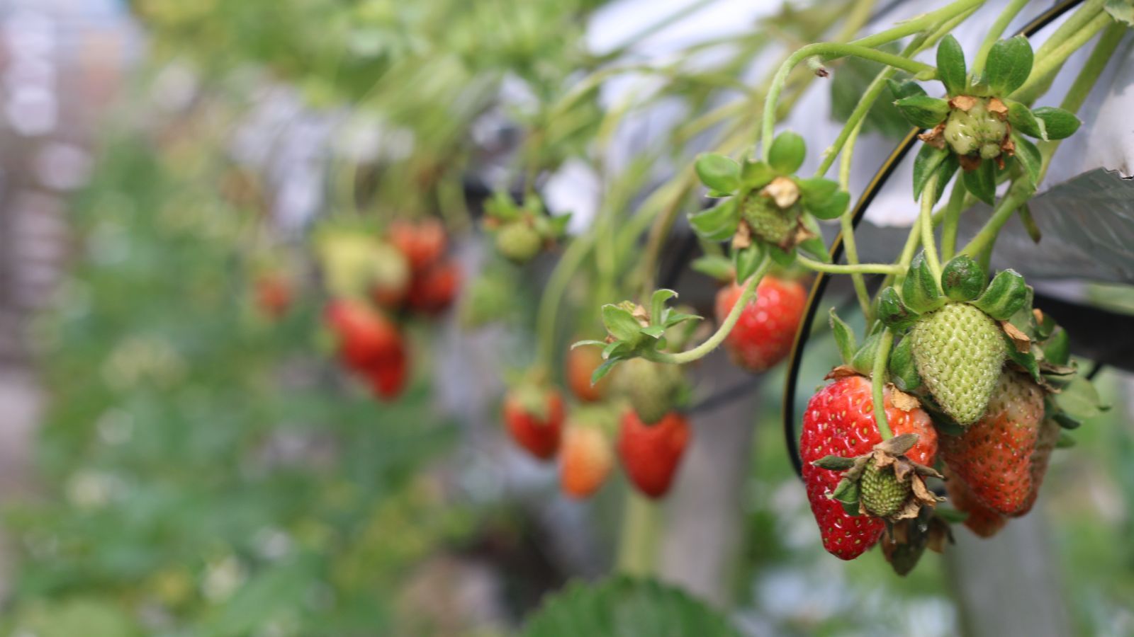 Tak oszukują nas na truskawkach. Na straganach wciskają kit, a ty za to płacisz