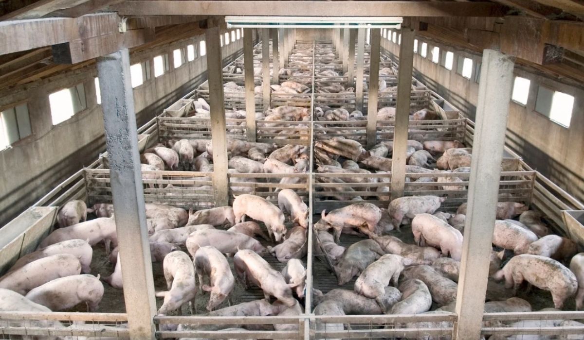 Do 31 grudnia i ani dnia dłużej. Rolnicy muszą pamiętać o tym obowiązku