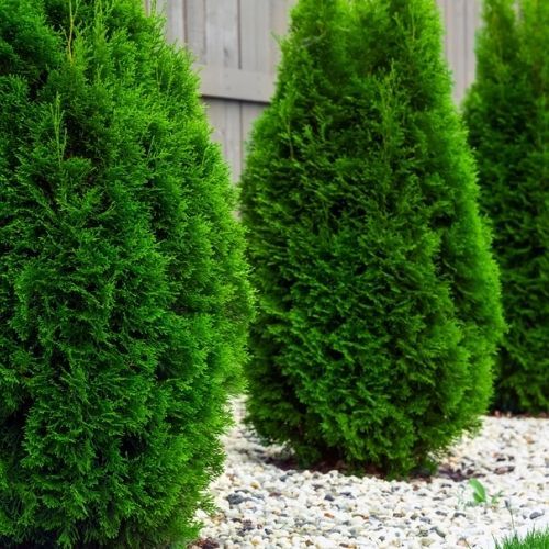 To dlatego tuje usychają. Drzewka uratujesz specjalnym nawozem