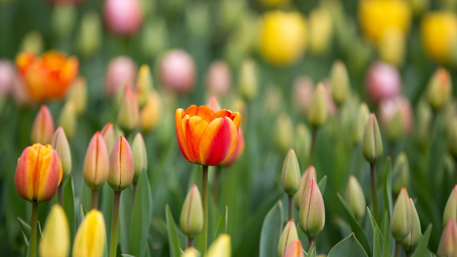 Lata temu wyjechali "na tulipany". Takie emerytury dostają Polacy, którzy pracowali w Holandii