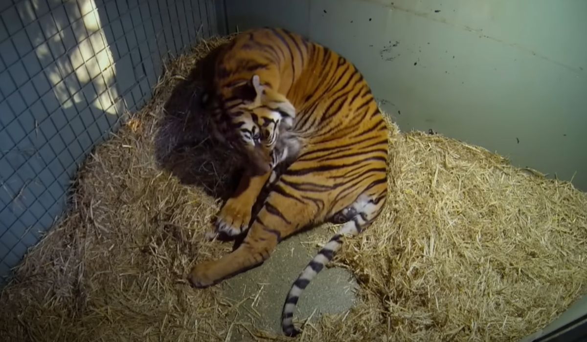 Tygrysica urodziła małe, niedające oznak życia. Od razu zaczęła działać