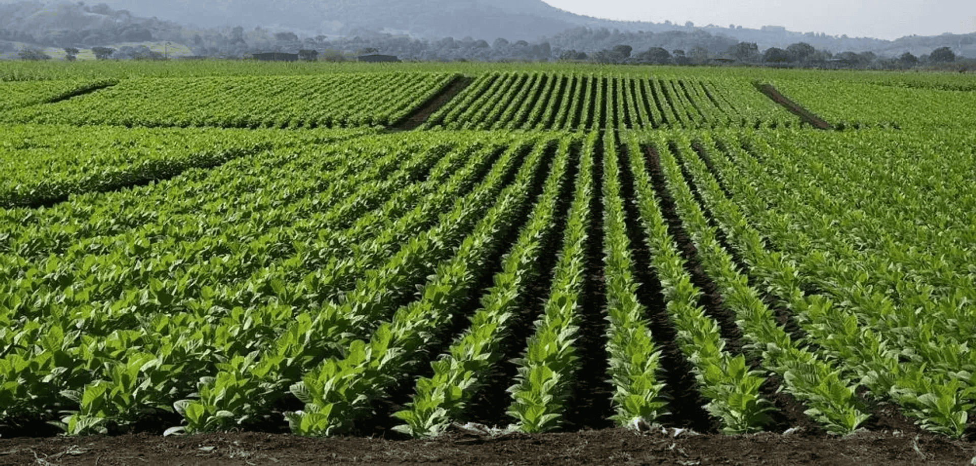 Rolnicy na ulicach Warszawy. WHO i Bruksela mają zagrażać tej branży w Polsce
